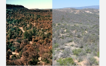 These photos show the massive die-off of pinyon pines that occurred during a recent drought.