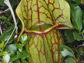 Photo of a water-filled purple pitcher plant leaf.