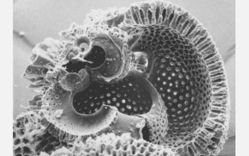 Microscopic image of plankton