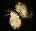 Daphnia collected from a Michigan lake.