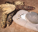 Photo of maize.