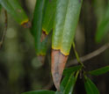 Photo of a bay leaf affected by plant disease.