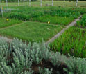 Photo showing a patchwork of plant species in a biodiversity experiment at Cedar Creek.