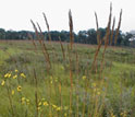 Photo of Indian Grass and other prairie plants at Cedar Creek.
