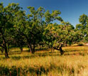 Photo of an oak savanna with interspersed oaks and grasses at Cedar Creek.