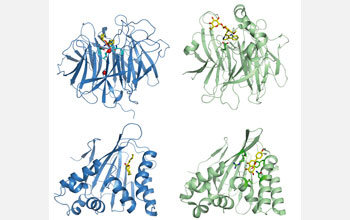 Four illustrations of enzyme structures.