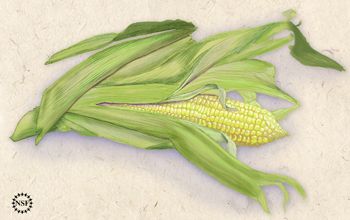 Illustration of an ear of corn.
