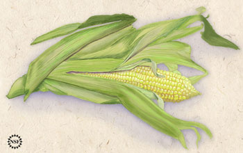 Illustration of an ear of corn
