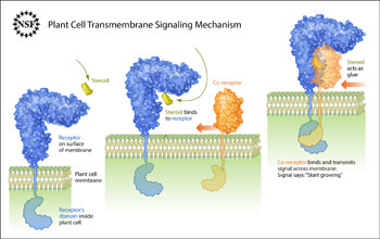 Illustration showing transmembrane signaling in a plant cell aided by a steroid