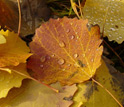 Photo of leaves with drops of water.