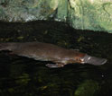 Photo of platypus swimming.