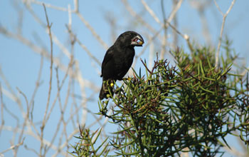 Ground Finch (<em>Geospiza fortis</em>)