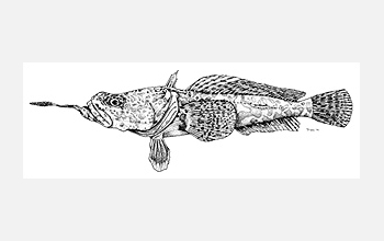 Drawing of Antartic brainbeard plunderfish