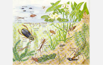 Illustration showing aquatic insects in a pond.