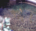 A thriving pond in the experimental pond line-up.