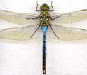 Photo of a dragonfly.