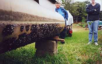 pontoon boat encrusted with zebra mussels