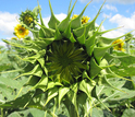 A sunflower just before maturation. Soon the yellow ray petals will unfold.