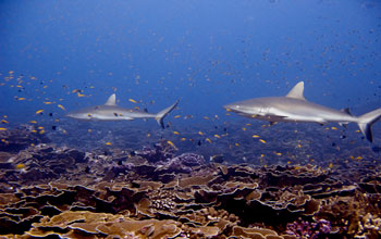 sharks and smaller fish in a coral reef.