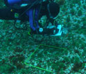 a diver taking notes while examining a study area on the ocean floor.