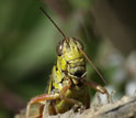 Photo of a grasshopper.