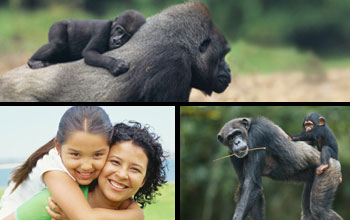 Photos of three primates with their young, Western lowland gorilla, human, and common chimpanzee.