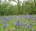 Oak trees and plants at the Cowichan Garry Oak Preserve study site.