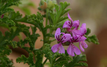 Photo of Pelargoniums.