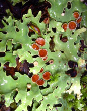 Lobariate Lichen (<em>Pseudocyphellaria homeophylla</em>)