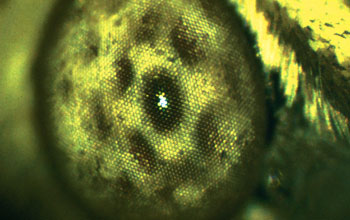 Close-up of compound eye of empress Leilia (<em>Asterocampa leilia</em>) butterfly