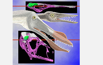 several views of pterosaur skulls