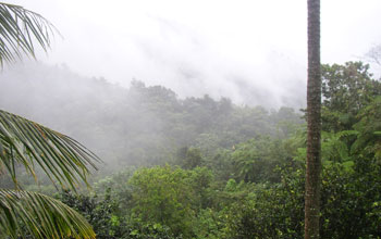 Trees and mist by El Yunque.