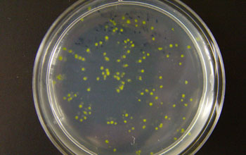 green colonies of Prochlorococcus on an agar plate.