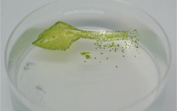 green colonies of Prochlorococcus on an agar plate.
