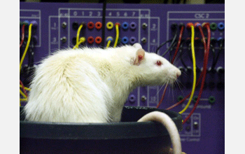 A rat sits in front of electronic equipment that will be implanted in the animal's brain