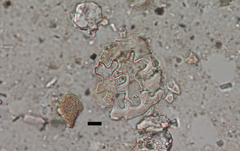 Silicified leaf epidermal cells (phytoliths) from modern soil at La Selva, Costa Rica.