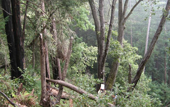 Dead tanoaks in a redwood forest in a California study area