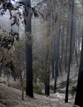 Burned redwoods soon after the Basin Fire in Big Sur, Calif.
