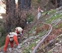 Three ecologists in the forest surveying the burned redwood
