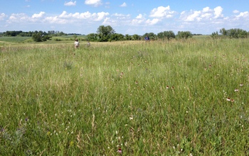 a field with Echinacea angustifolia plants and two people