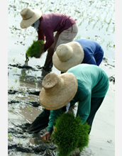 Photo of farmers transplanting rice to their fields.