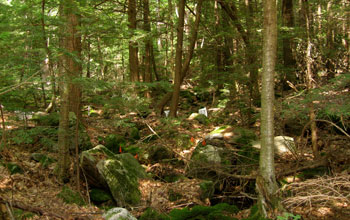 Photo of one of the NSF Harvard Forest LTER sites.