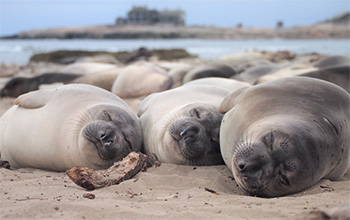 Two-month-old northern elephant seals sleep on the beach at Año Nuevo State Park