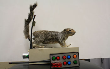 Robbosquirrel, the robotic squirrel.