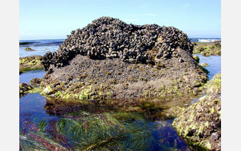 Rock at Devereux Point demonstrates location of High Tide and Mid Tide