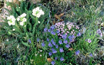 Photo of wildflowers in full bloom in Colorado's Rockies.