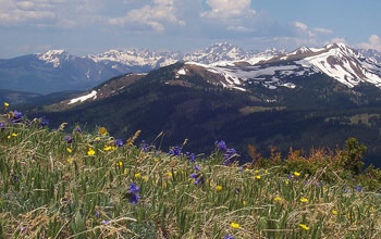 Photo of wildflowers at 12,100 feet on Copper Mountain.