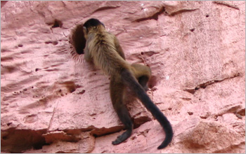 Capuchin monkey on a cliff face