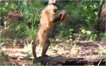 Capuchin monkey stands erect while pounding a palm nut