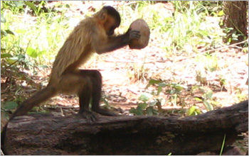 Capuchin monkey cracks a nut
